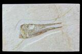 Fossil Fish Skull - Solnhofen Limestone, Germany #97511-1